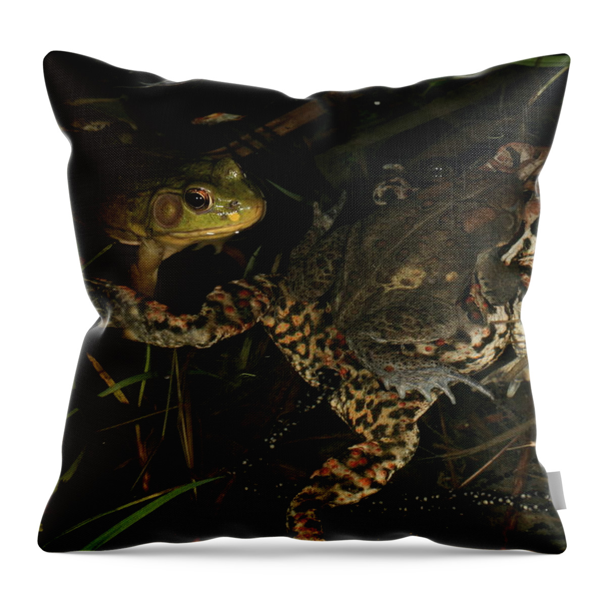 Frog Throw Pillow featuring the photograph Amphibian Voyerism by Bruce J Robinson