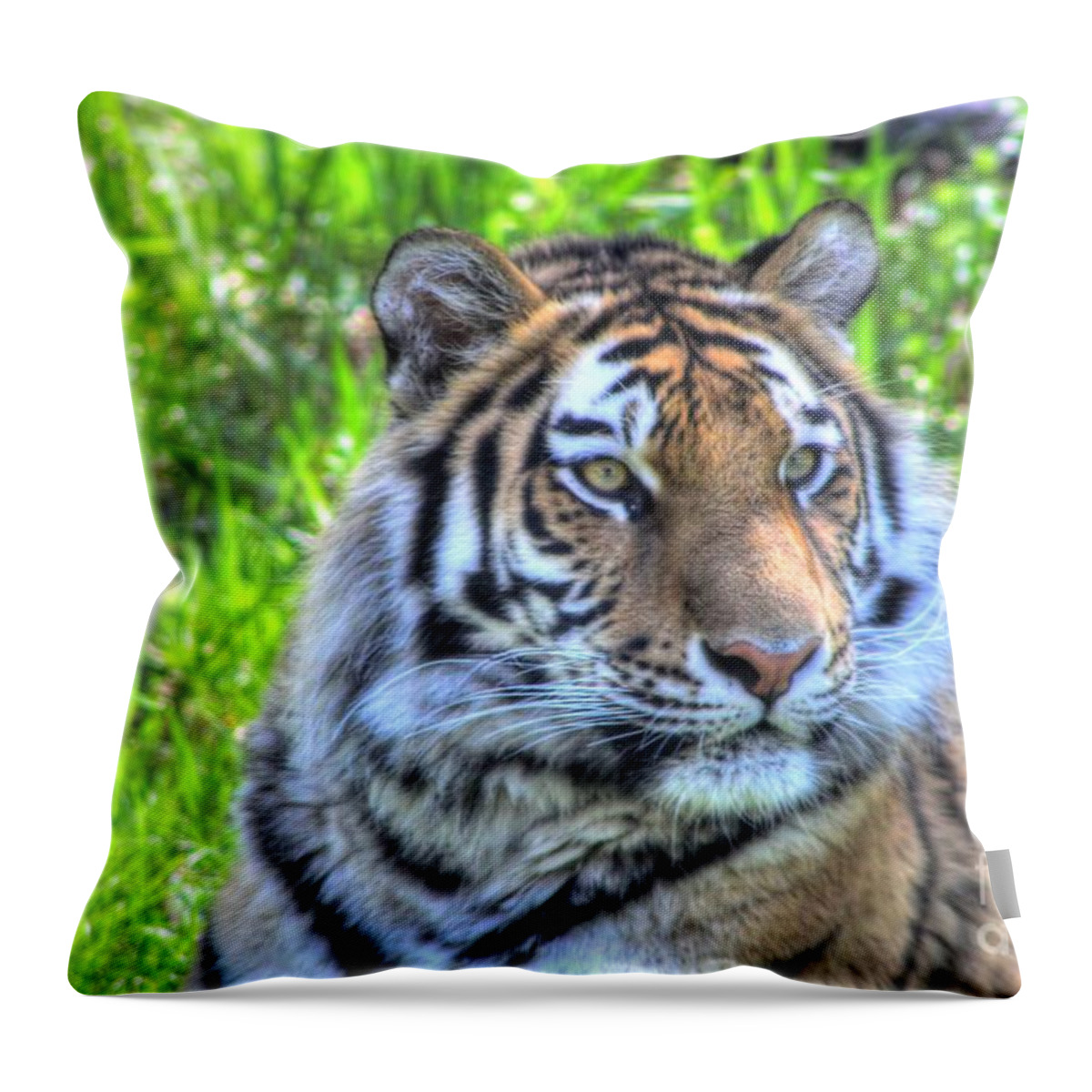 Amur Tiger Throw Pillow featuring the photograph Amur Tiger 6 by Jimmy Ostgard