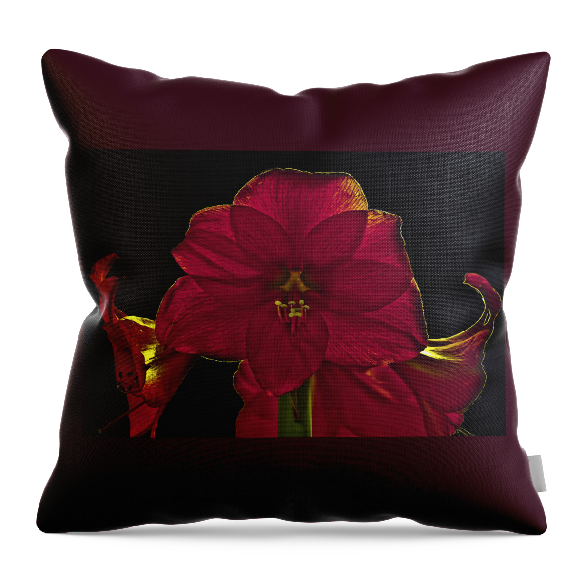 Flower Throw Pillow featuring the photograph Amyrillis by Suanne Forster