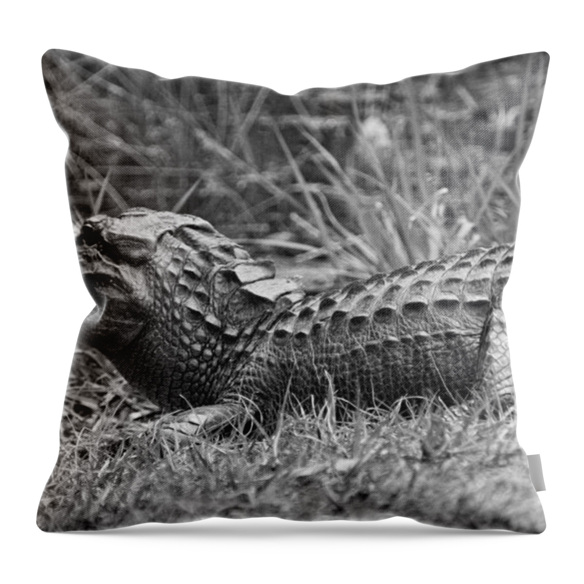Alligator Throw Pillow featuring the photograph An American Alligator by Southern Photo