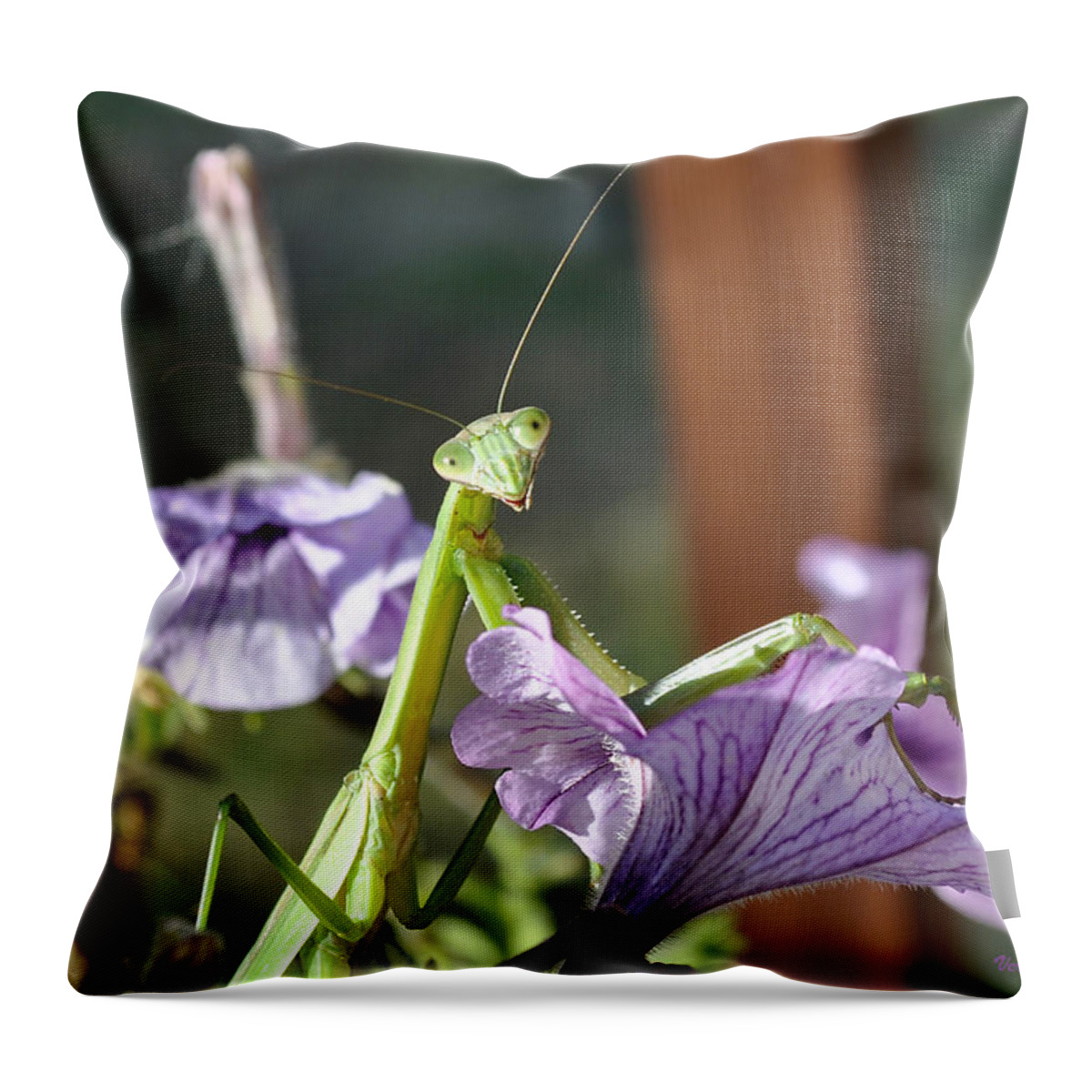 Praying Mantis Throw Pillow featuring the photograph An Autumn Surprise by Verana Stark