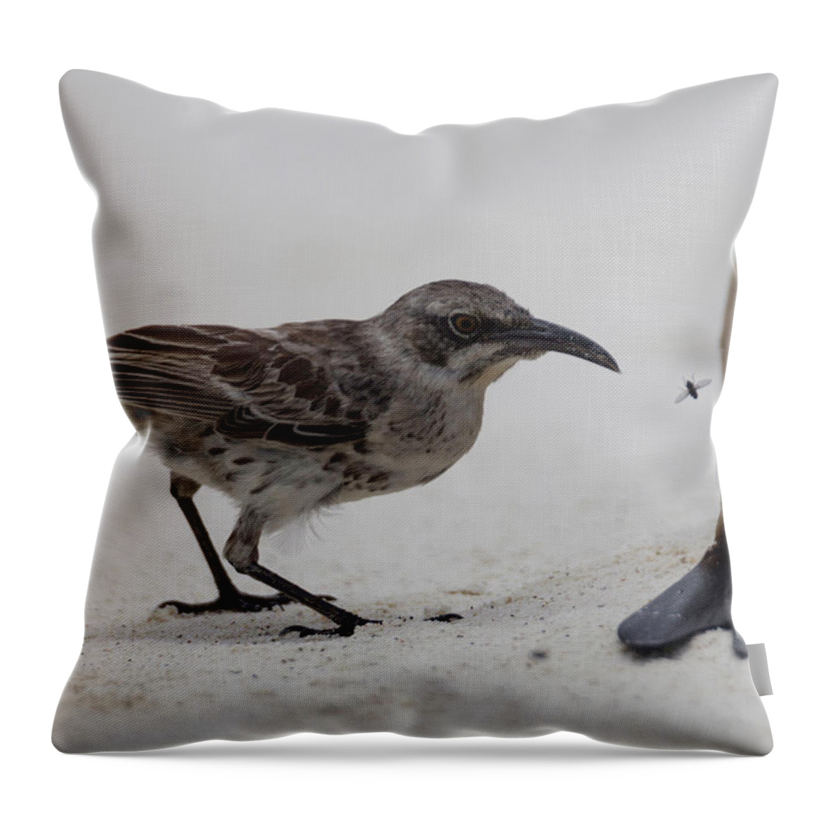 Galapagos Islands Throw Pillow featuring the photograph An Espanola Mockingbird Is Pushed Away by Peter Essick