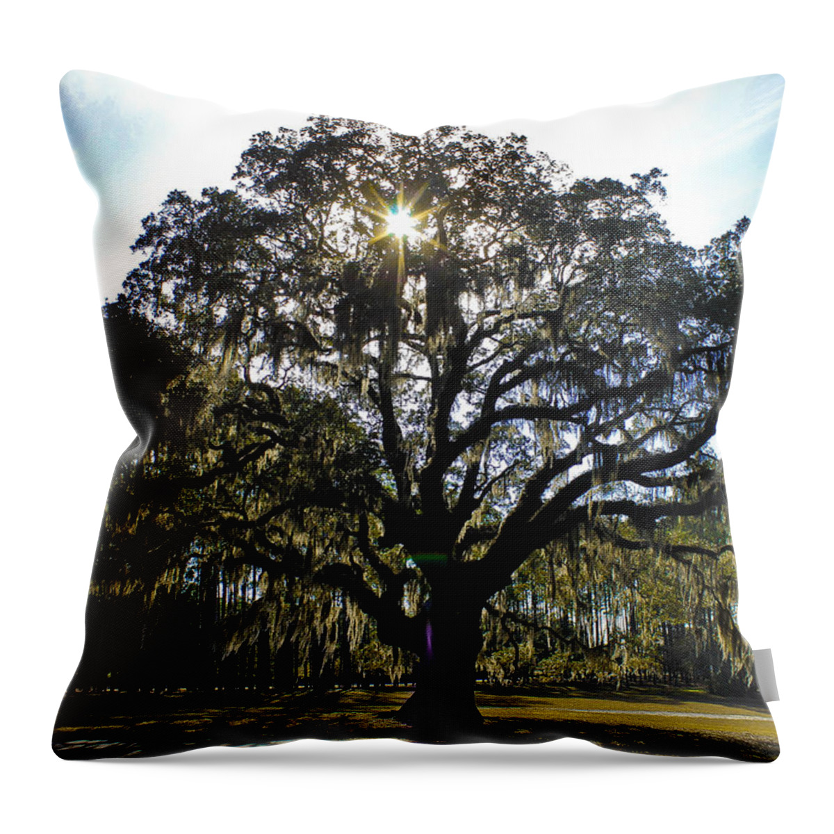 Tree Throw Pillow featuring the photograph An old oak tree by Jessica Brown
