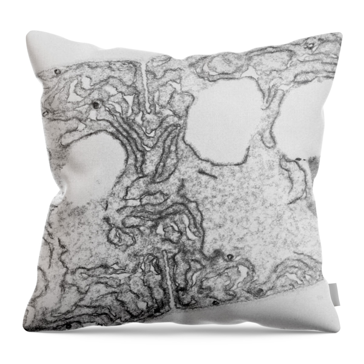 Filamentous Cyanobacteria Throw Pillow featuring the photograph Anabaena, Lm by Biology Media