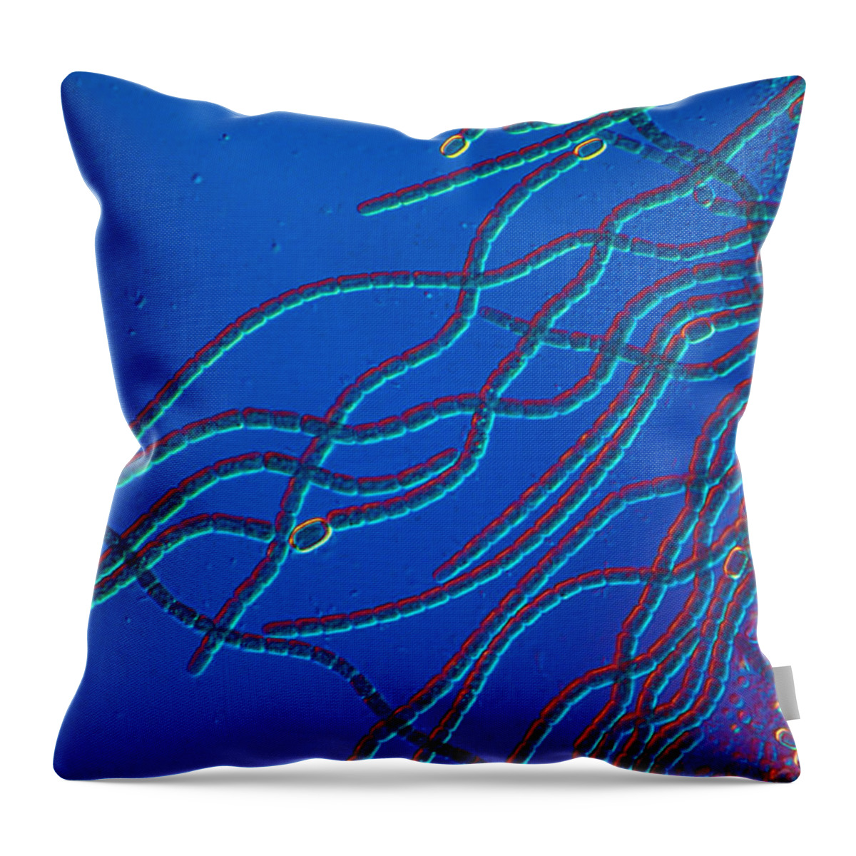 Anabaena Throw Pillow featuring the photograph Anabaena, Lm by Michael Abbey