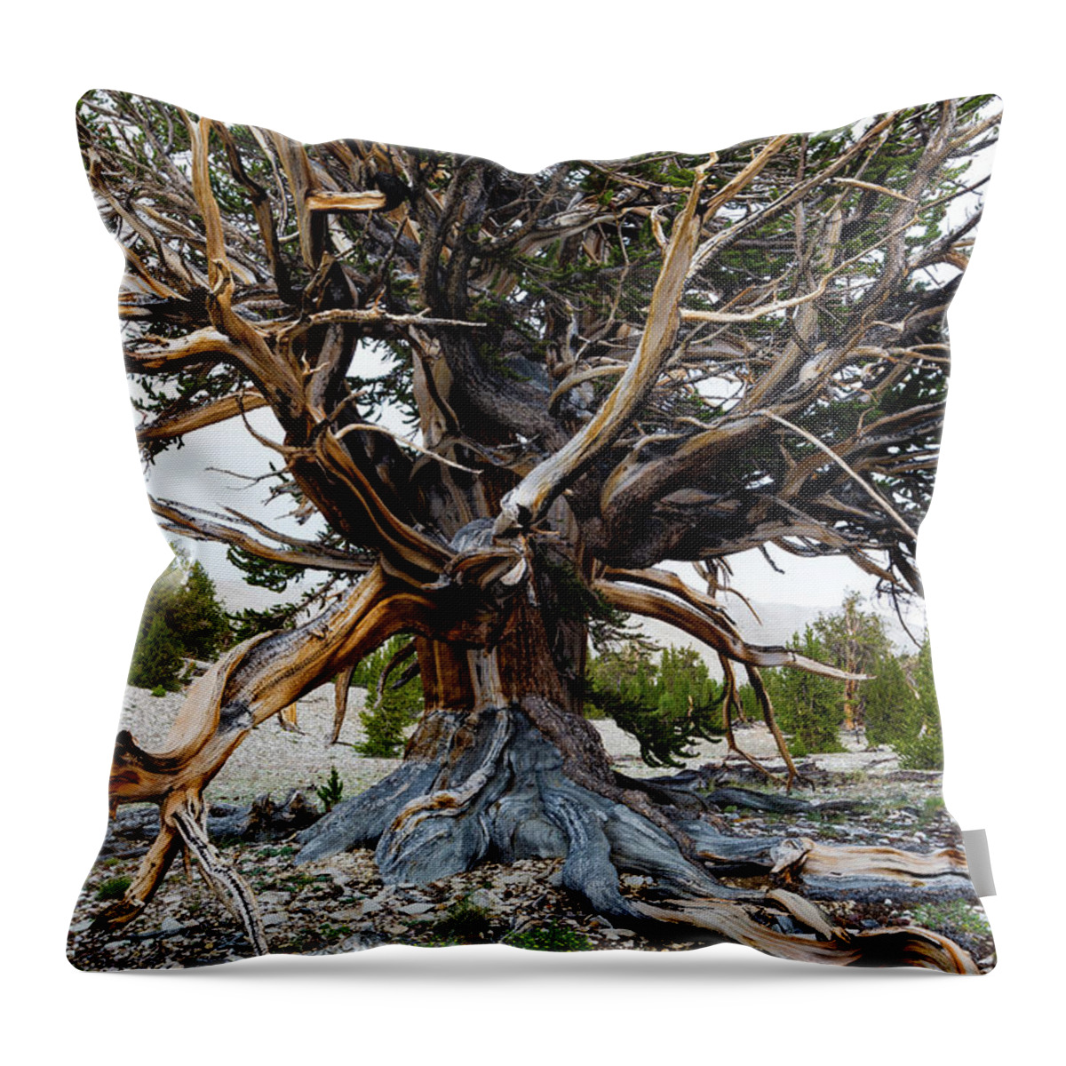 Photography Throw Pillow featuring the photograph Ancient Bristlecone Pine Forest by Panoramic Images