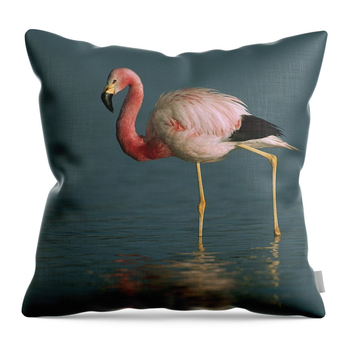Feb0514 Throw Pillow featuring the photograph Andean Flamingo Wading Laguna Blanca by Pete Oxford