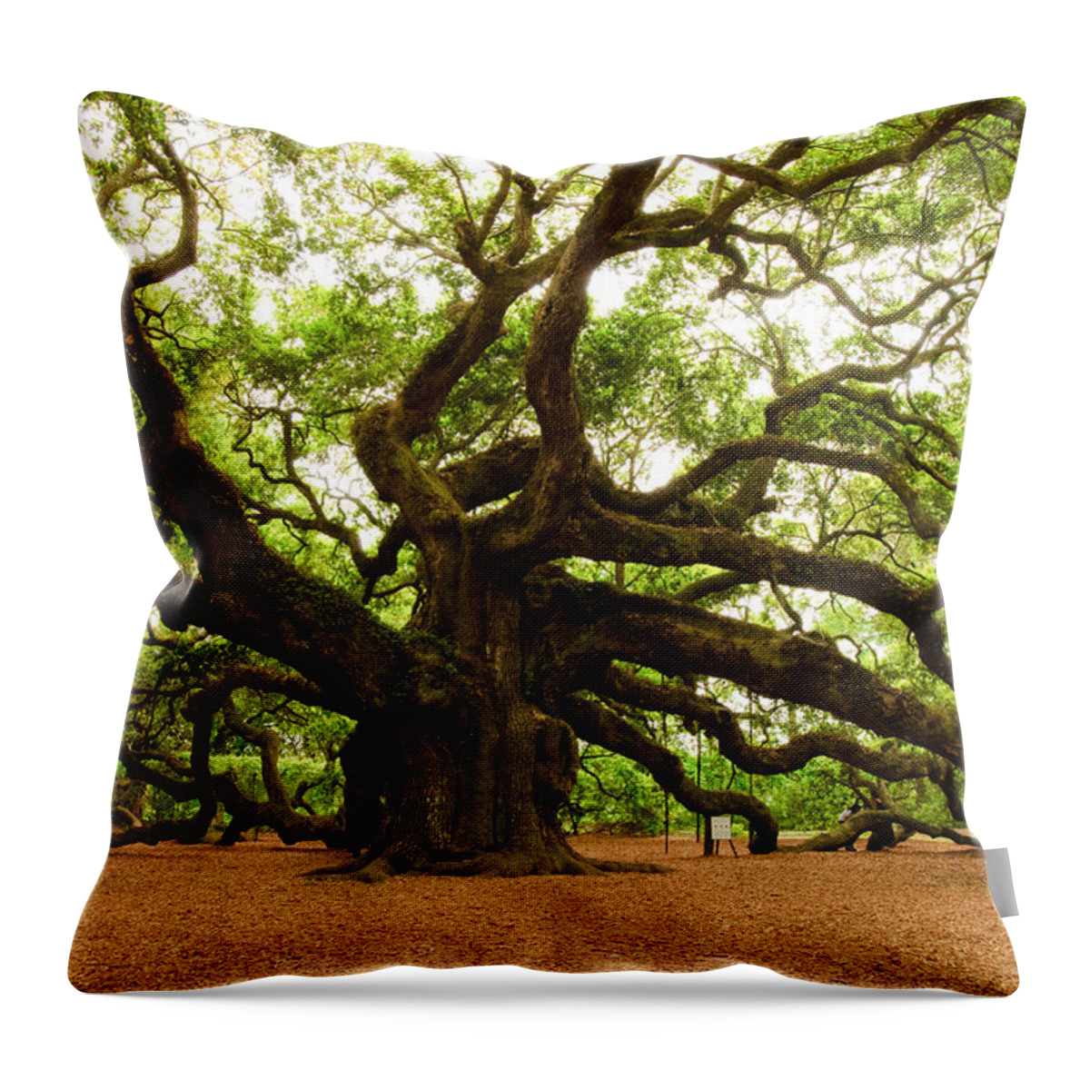 Tree Throw Pillow featuring the photograph Angel Oak Tree 2009 by Louis Dallara