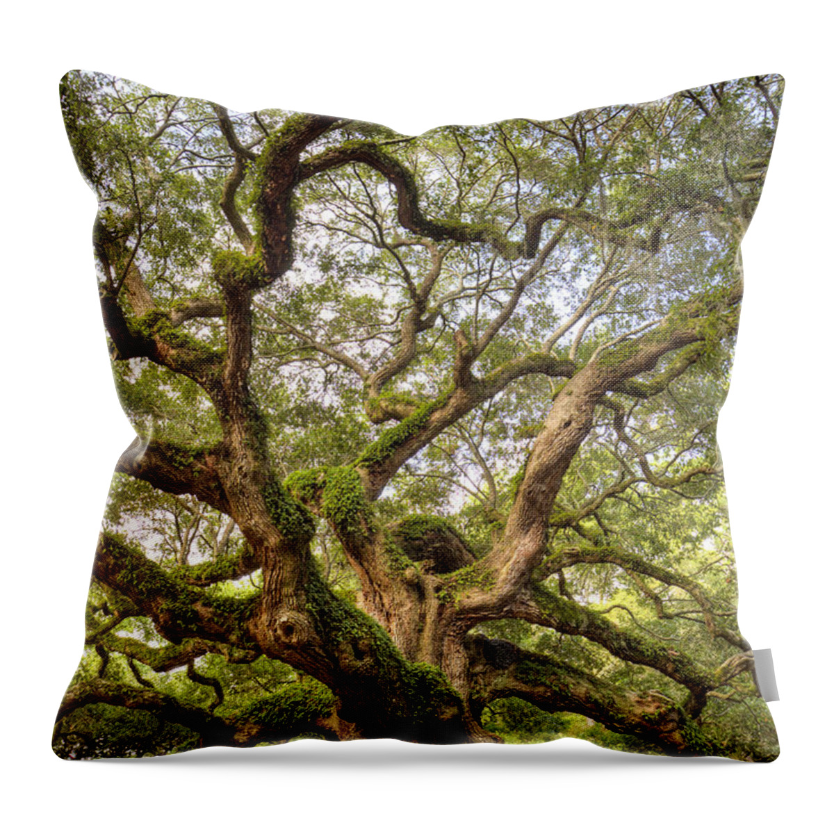 Angel Oak Tree Throw Pillow featuring the photograph Angel Oak Tree Johns Island SC by Dustin K Ryan