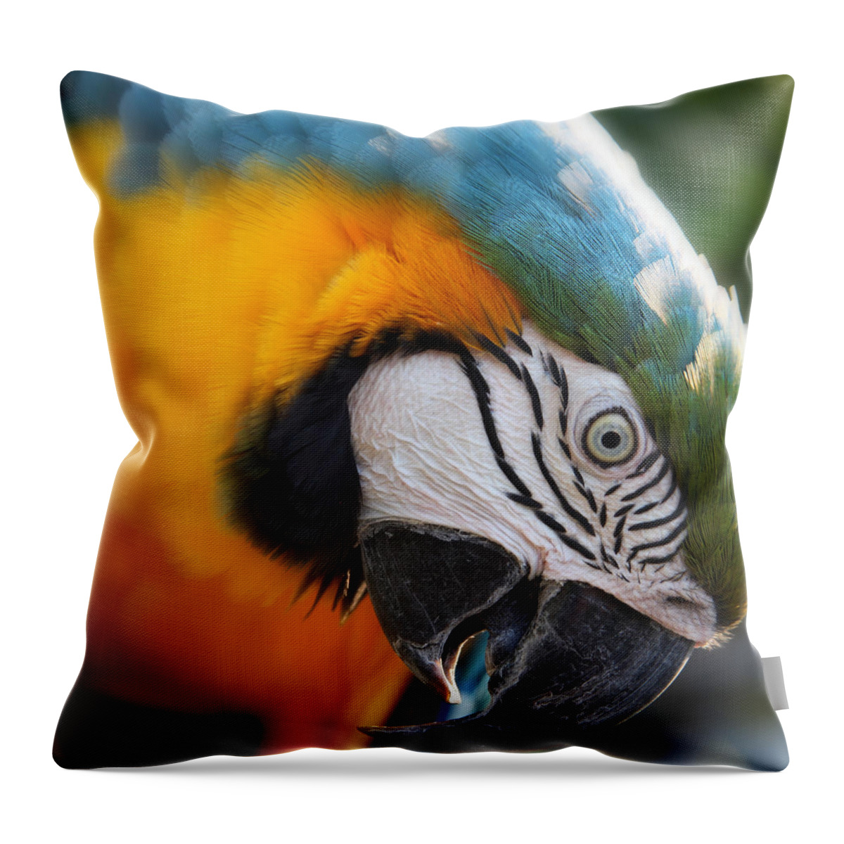 Macaw Throw Pillow featuring the photograph Angry Bird by Joseph G Holland