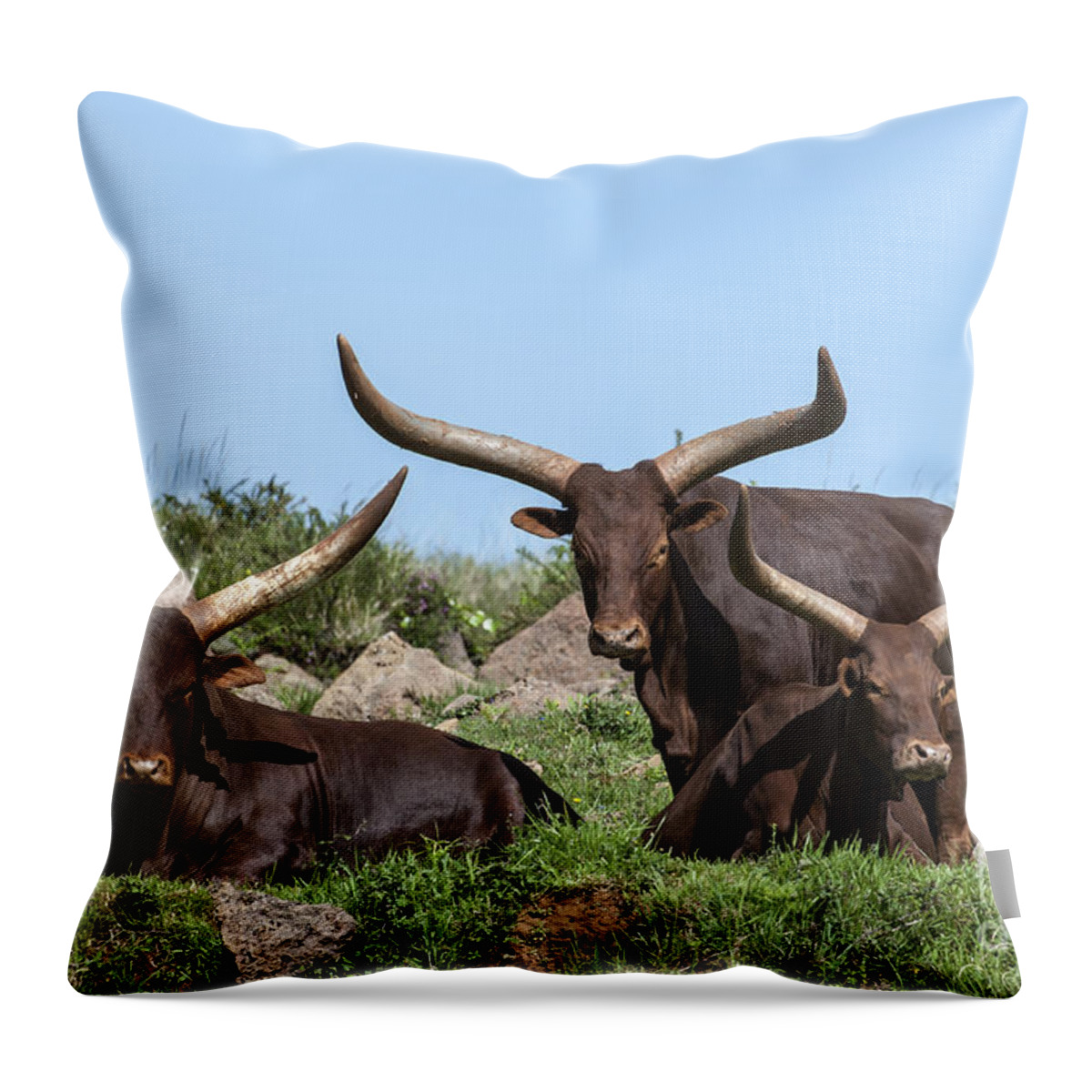 Watusi Throw Pillow featuring the photograph Ankole longhorn 5 by Arterra Picture Library