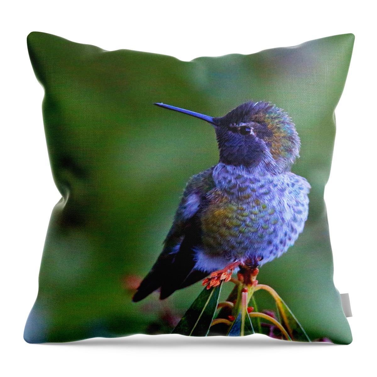 Anna's Hummingbird Throw Pillow featuring the photograph Annas Hummingbird by Randy Hall
