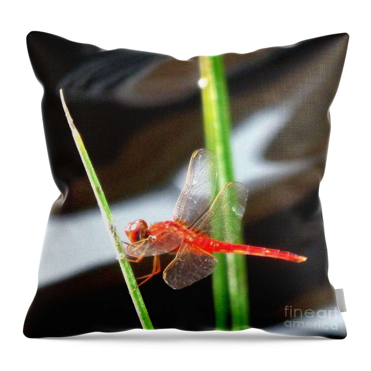 Red Dragonfly Throw Pillow featuring the photograph Another Predatory Redhead by Barbie Corbett-Newmin