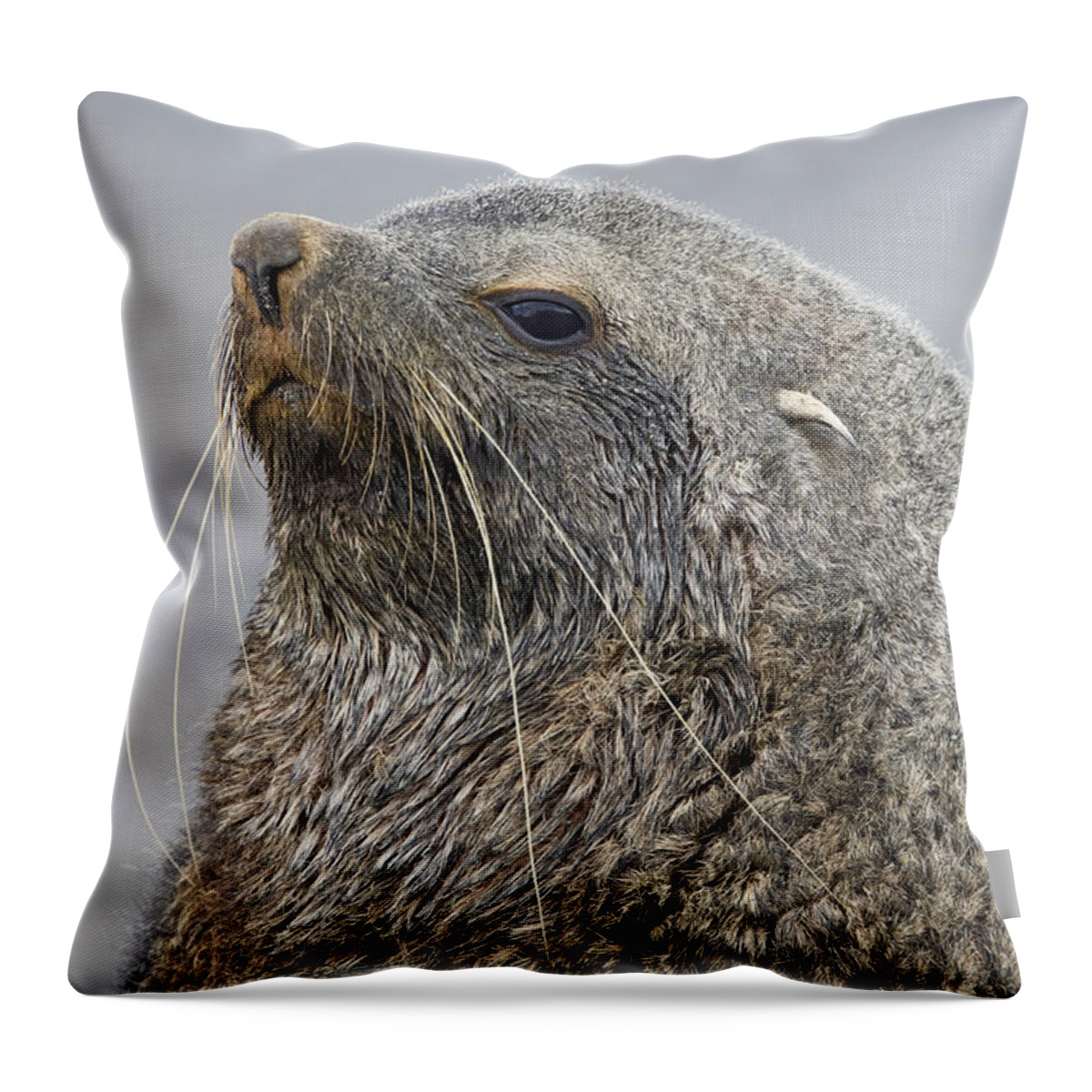Flpa Throw Pillow featuring the photograph Antarctic Fur Seal Bull South Georgia by Dickie Duckett