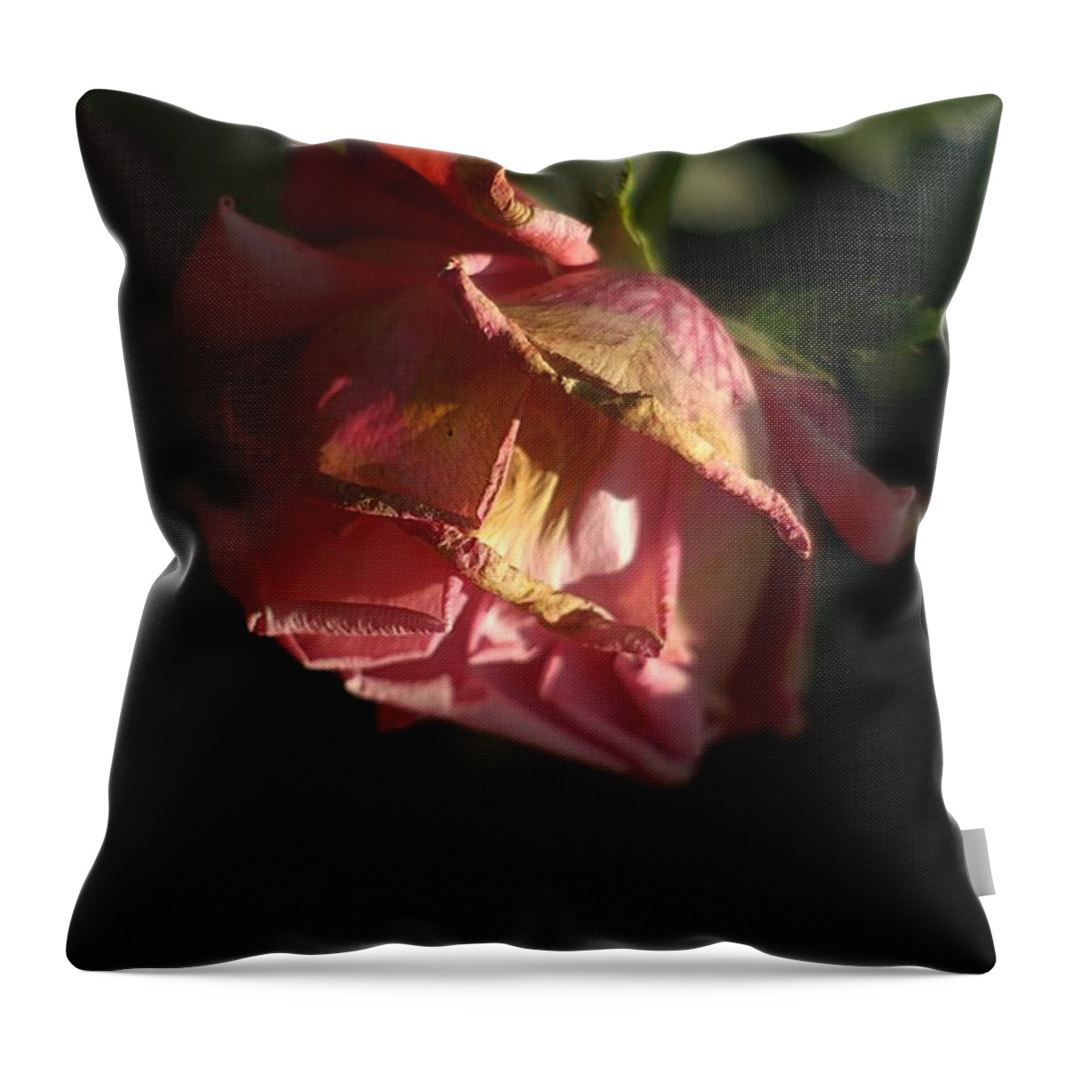 Pink Rose Throw Pillow featuring the photograph Antique Pink Rose by Suzanne Powers