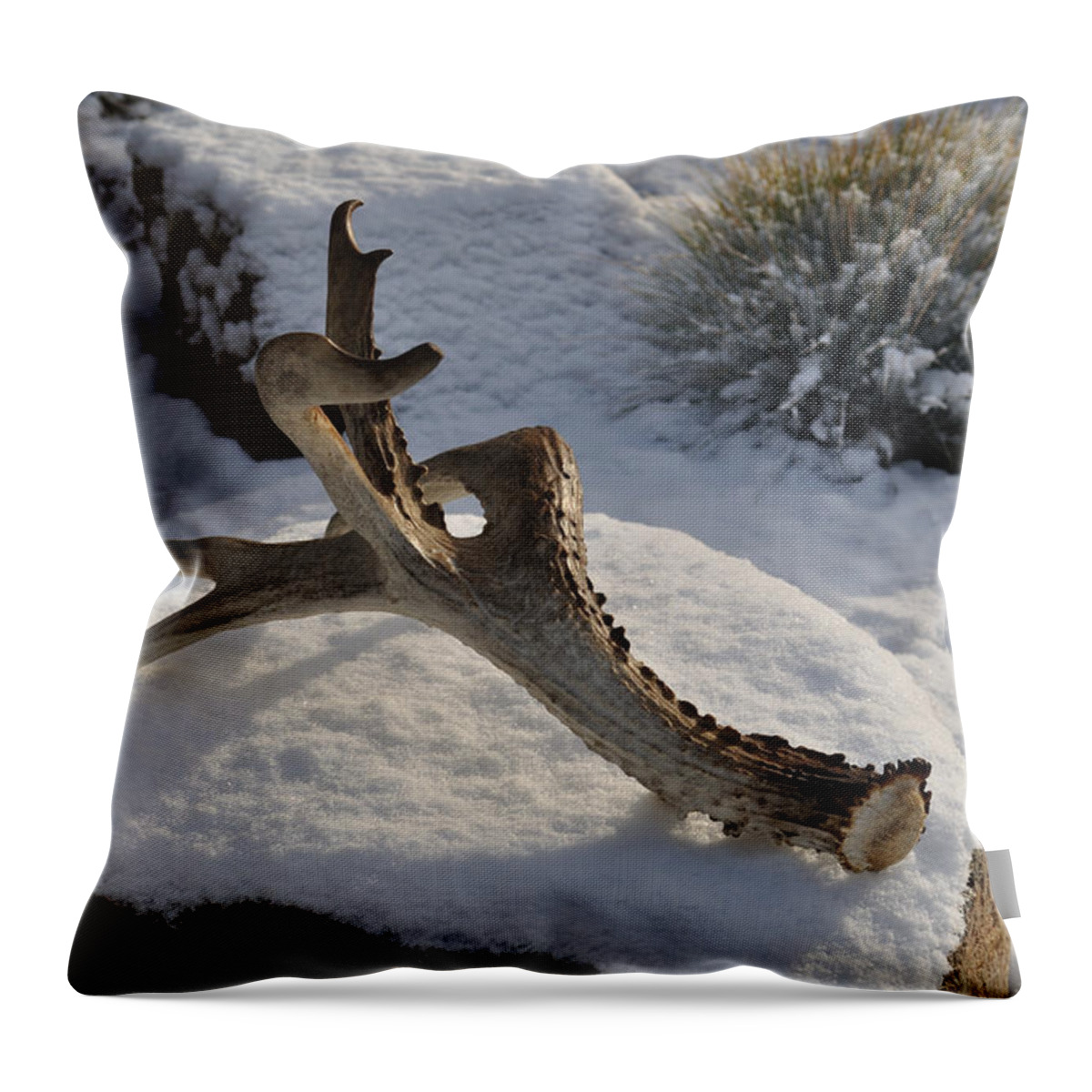 Mule Throw Pillow featuring the photograph Antler by Heather L Wright