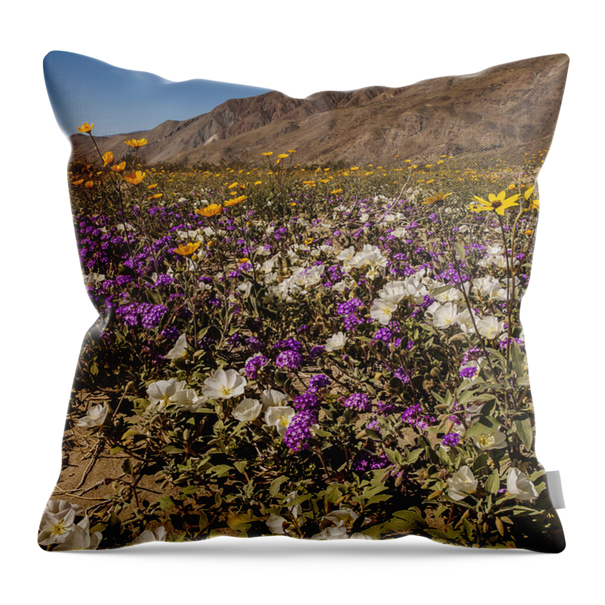 Photography Throw Pillow featuring the photograph Anza-Borrego Wildflowers 24 by Lee Kirchhevel