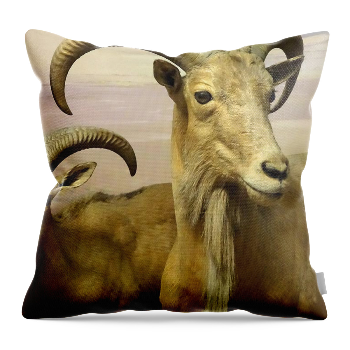 Aoudad Throw Pillow featuring the photograph Aoudad by Cindy Manero