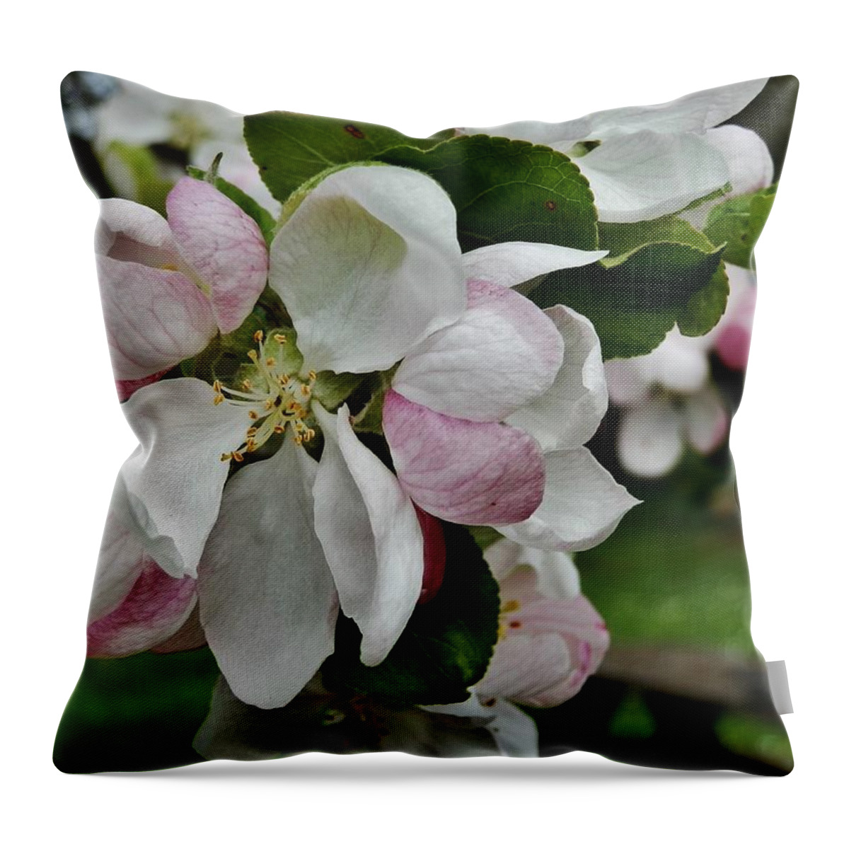 Blossoms Throw Pillow featuring the photograph Apple Blossoms 2 by VLee Watson