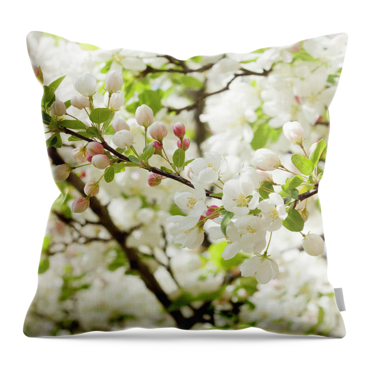Full Frame Throw Pillow featuring the photograph Apple Blossoms by Patty c