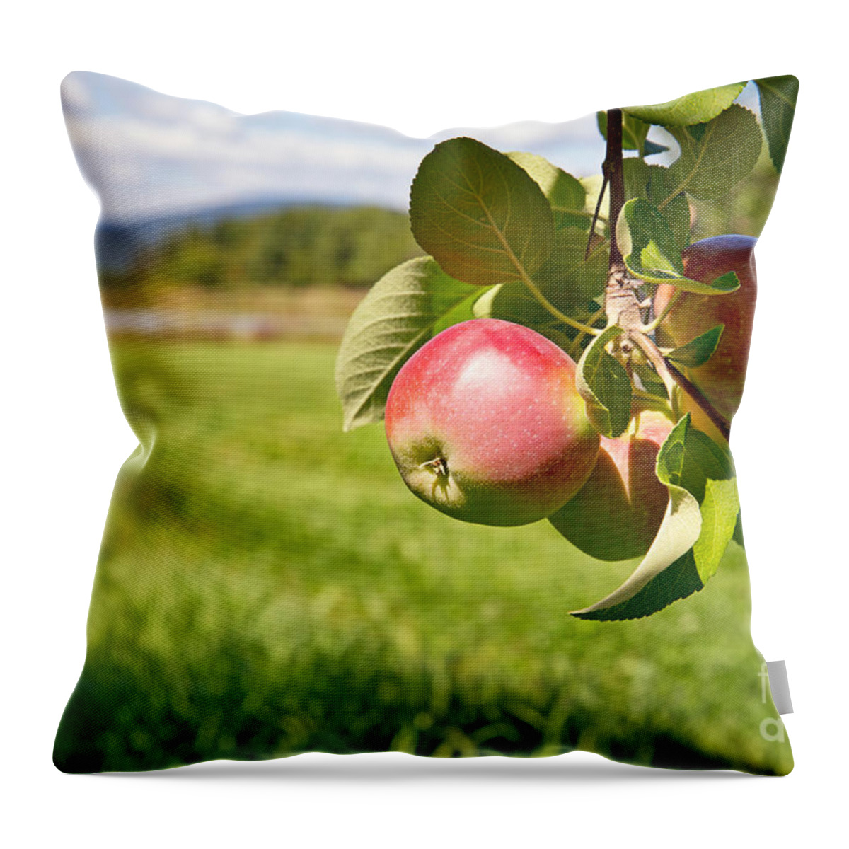 Apple Throw Pillow featuring the photograph Apple orchard by Jane Rix