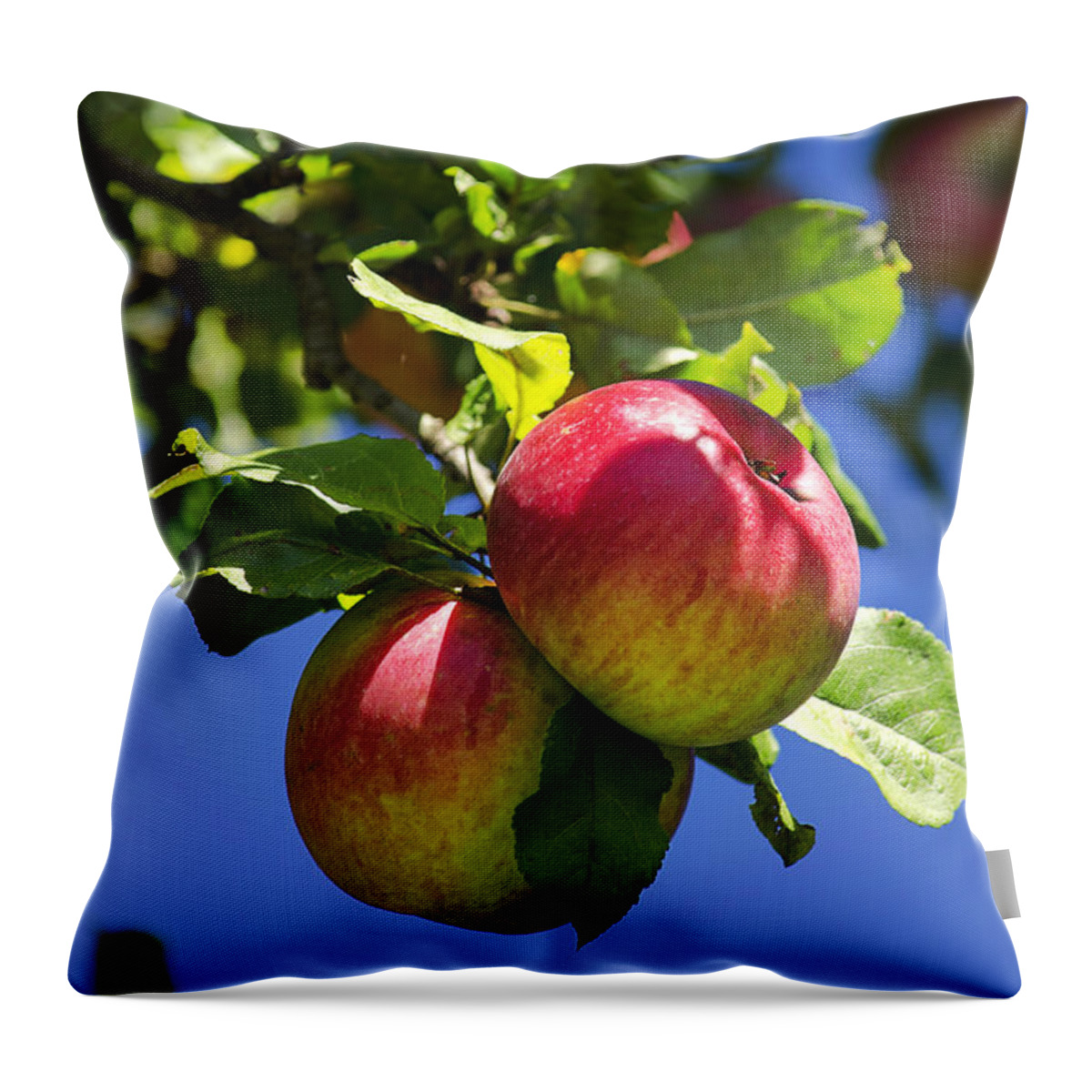 Apples Throw Pillow featuring the photograph Apples on Tree by Christina Rollo