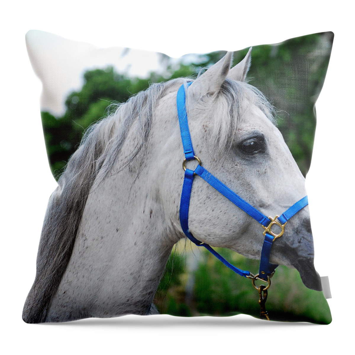  Throw Pillow featuring the photograph Arabian by Larah McElroy