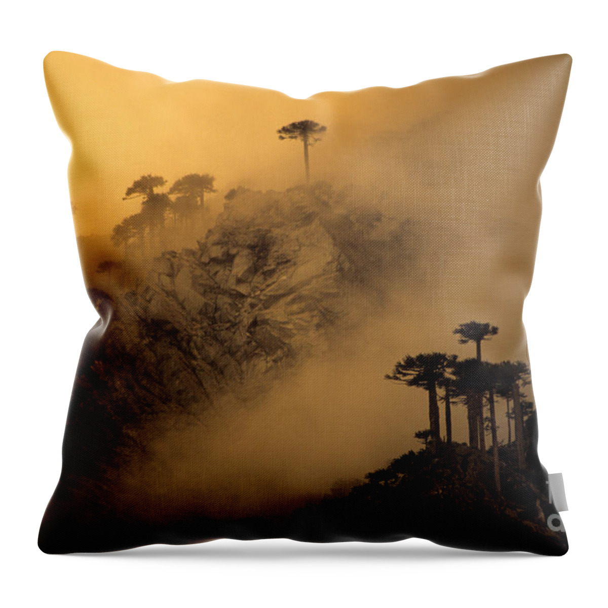 Chile Throw Pillow featuring the photograph Araucaria dawn Chile by James Brunker