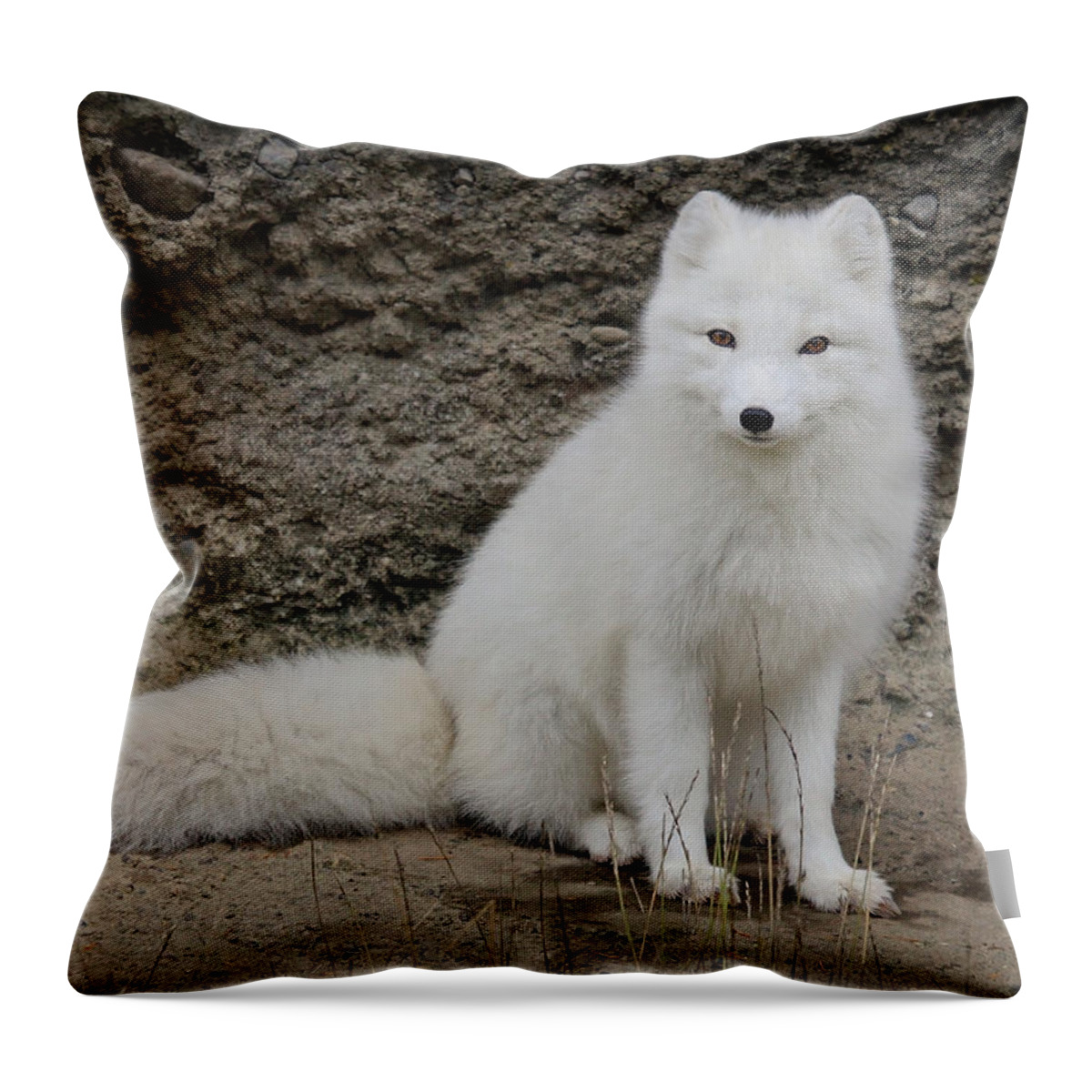 White Fox Throw Pillow featuring the photograph Arctic Fox by Athena Mckinzie