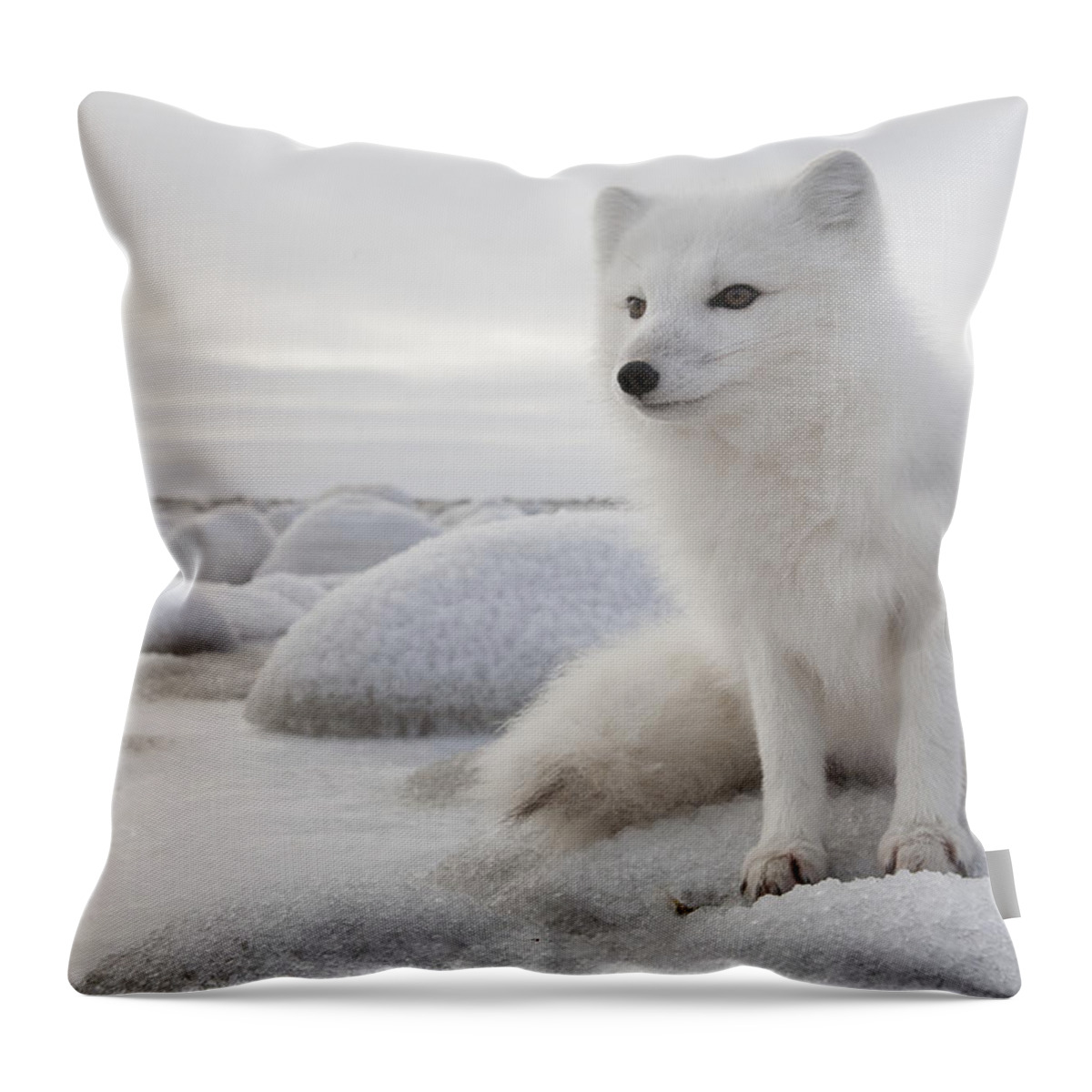 Feb0514 Throw Pillow featuring the photograph Arctic Fox On Frozen Tundra Churchill by Matthias Breiter