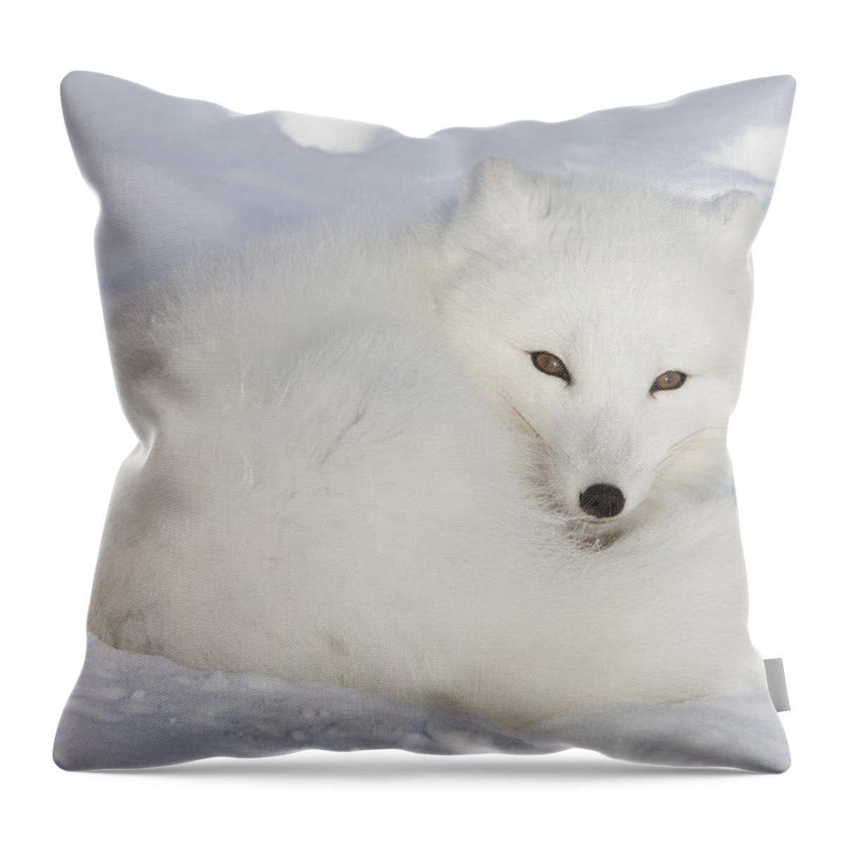Feb0514 Throw Pillow featuring the photograph Arctic Fox Resting Churchill Canada by Matthias Breiter