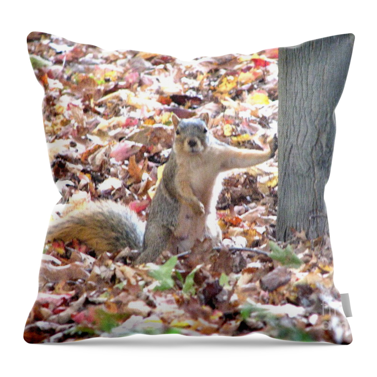Squirrel Throw Pillow featuring the photograph Are you looking at me ? by Michael Krek