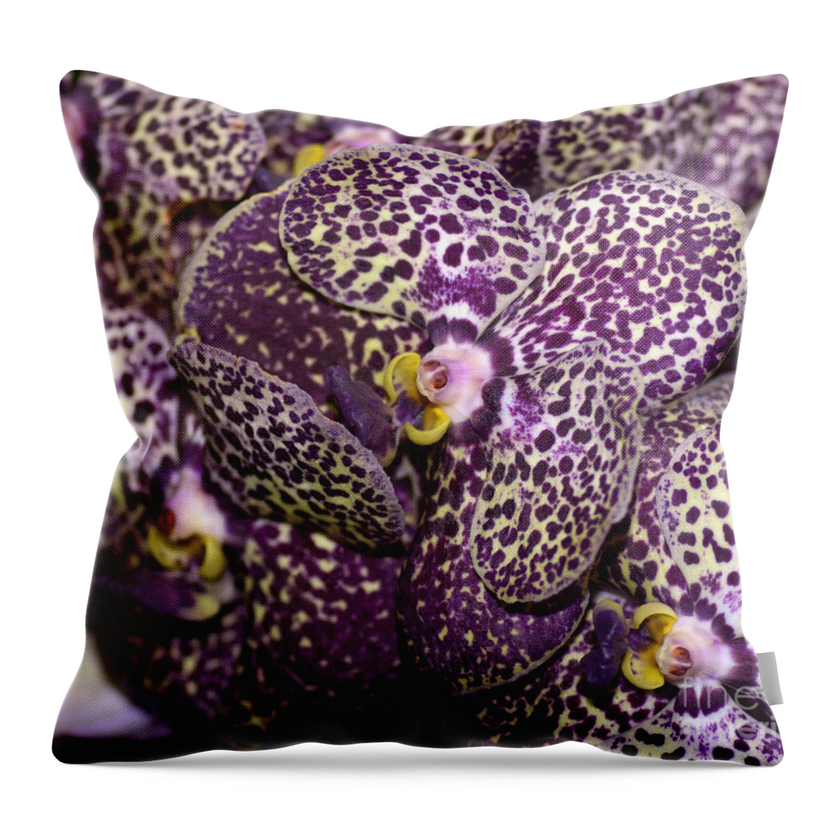 Orchid Throw Pillow featuring the photograph ascda Kulwadee Fragrance by Terri Winkler