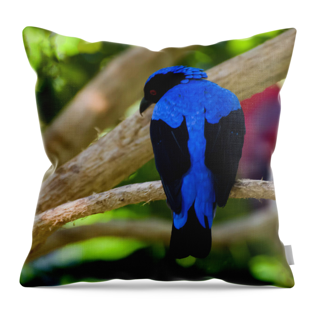 Asian Fairy Bluebird Throw Pillow featuring the photograph Asian Fairy Bluebird by Flees Photos
