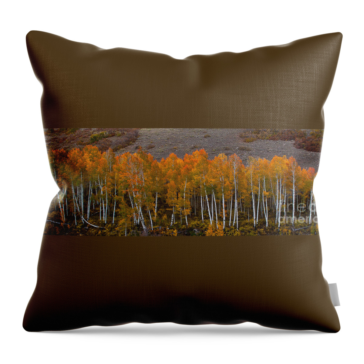 Nature Throw Pillow featuring the photograph Aspen Band by Steven Reed