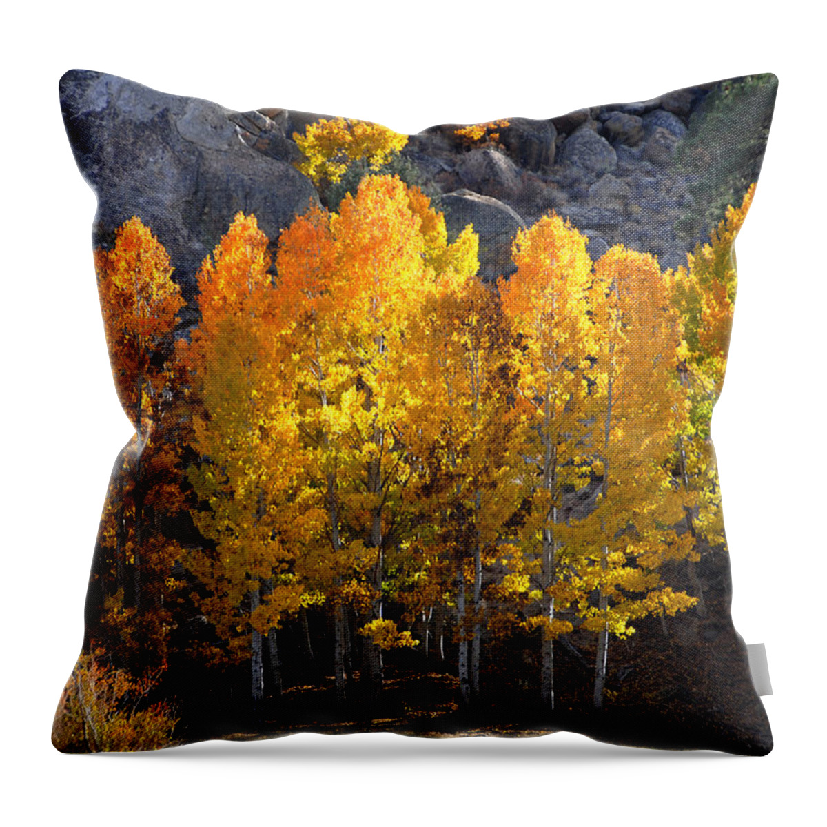 Fall Throw Pillow featuring the photograph Aspen Gold by Lynn Bauer