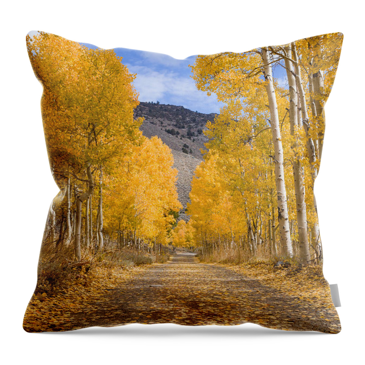 American Aspens Throw Pillow featuring the photograph Aspen Lane Wide Crop by Priya Ghose