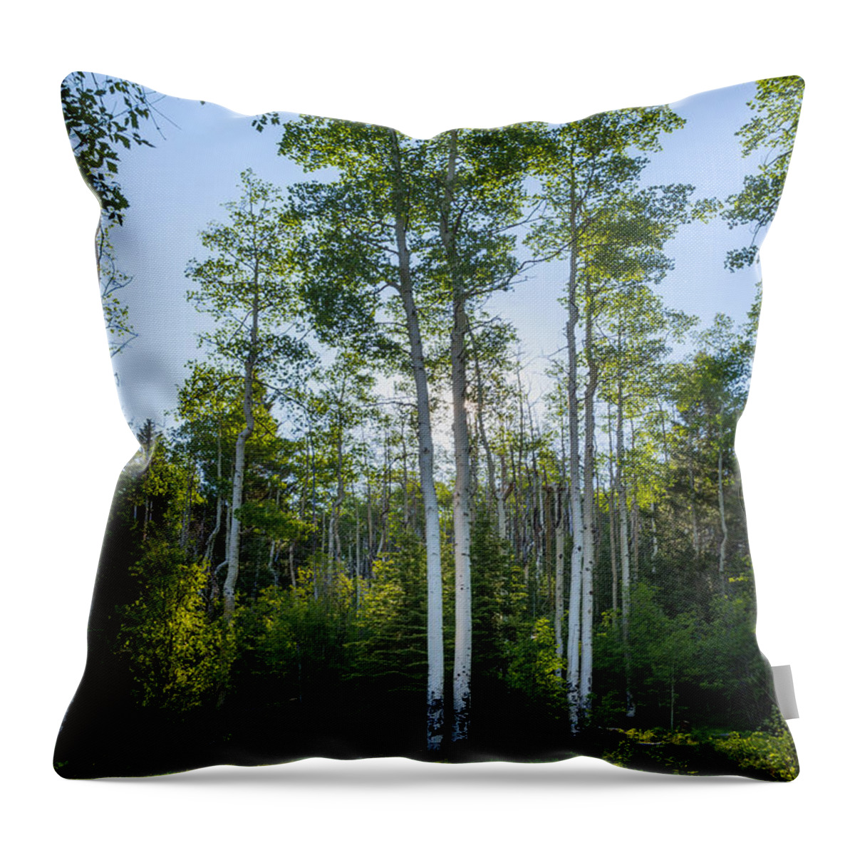 Aspen Throw Pillow featuring the photograph Aspens At Sunrise 1 - Santa Fe New Mexico by Brian Harig