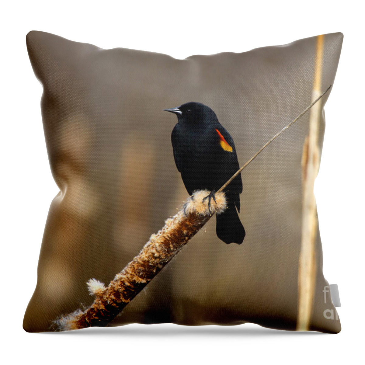 Blackbird Throw Pillow featuring the photograph At Rest by Michael Dawson