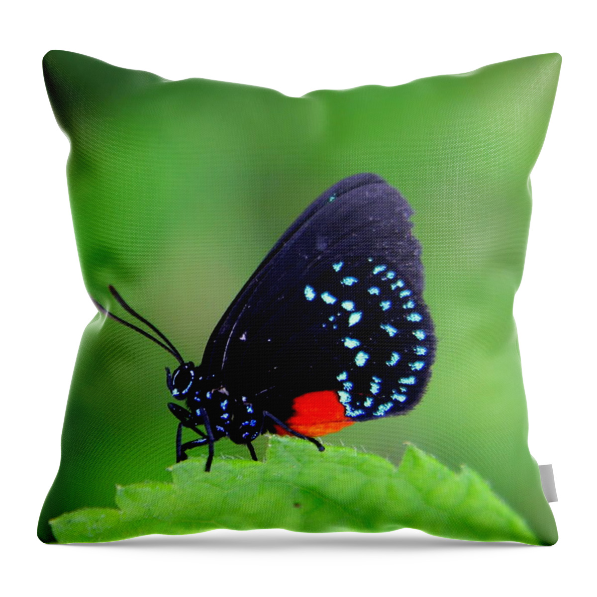 Paradise Throw Pillow featuring the photograph Atala Butterfly by Sean Allen