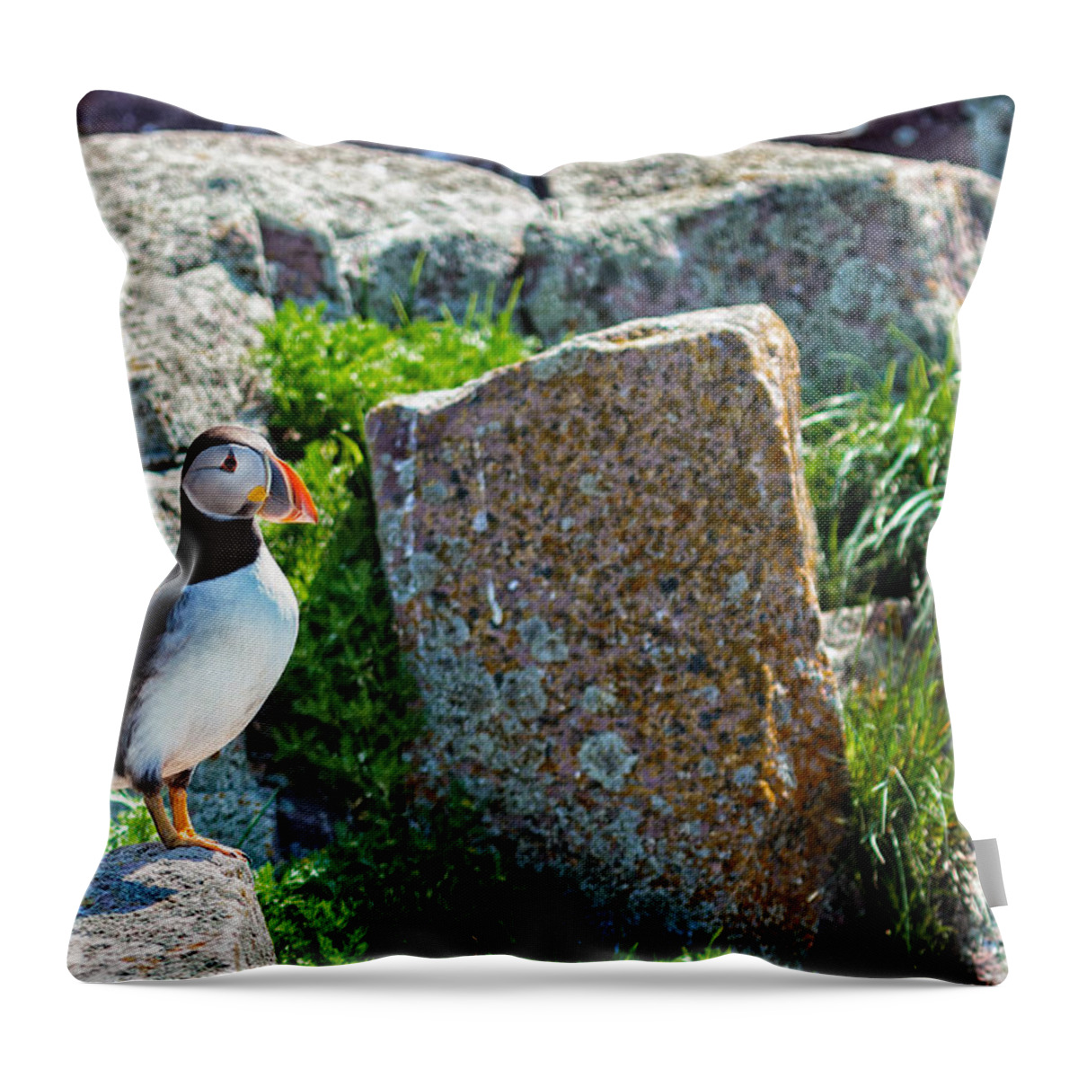 Atlantic Puffin Throw Pillow featuring the photograph Atlantic Puffin Close Up by Perla Copernik