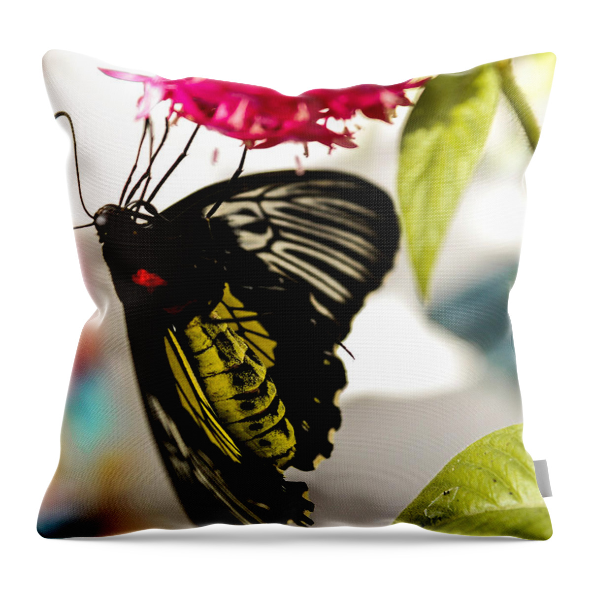 Butterfly Throw Pillow featuring the photograph Australian Butterfly Species by George Kenhan