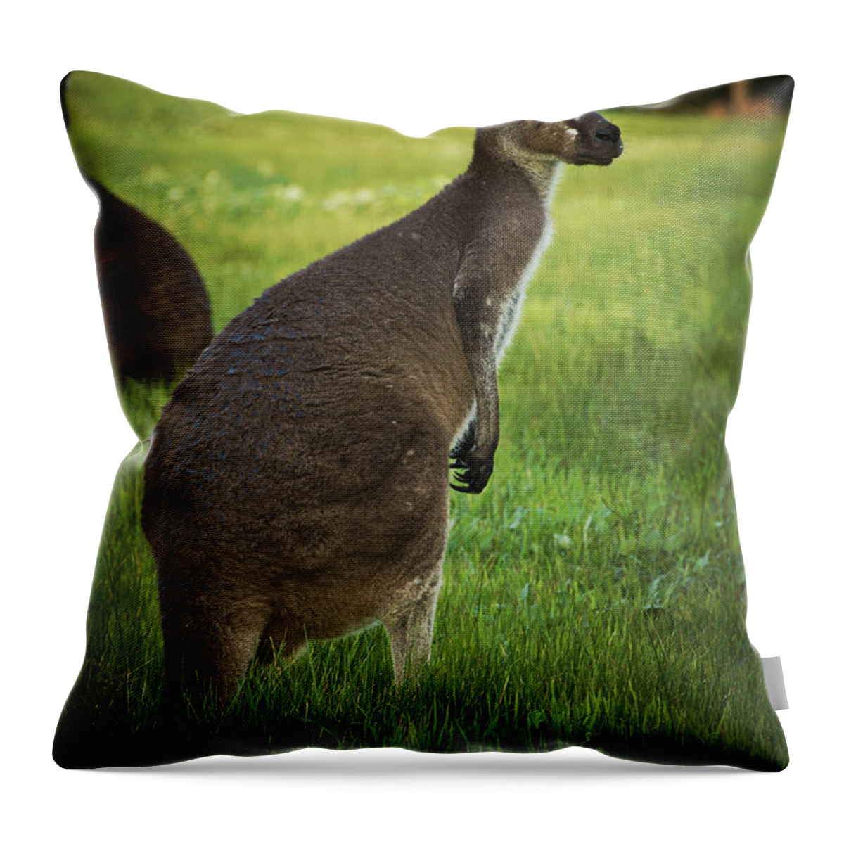 Kangaroo Throw Pillow featuring the photograph Australian Kangaroo by Phill Petrovic