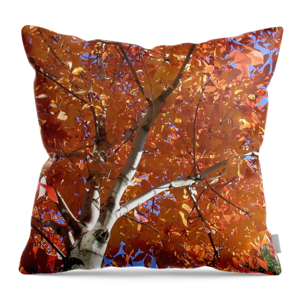 Aspen Throw Pillow featuring the photograph Autumn Aspen #1 by Shane Bechler