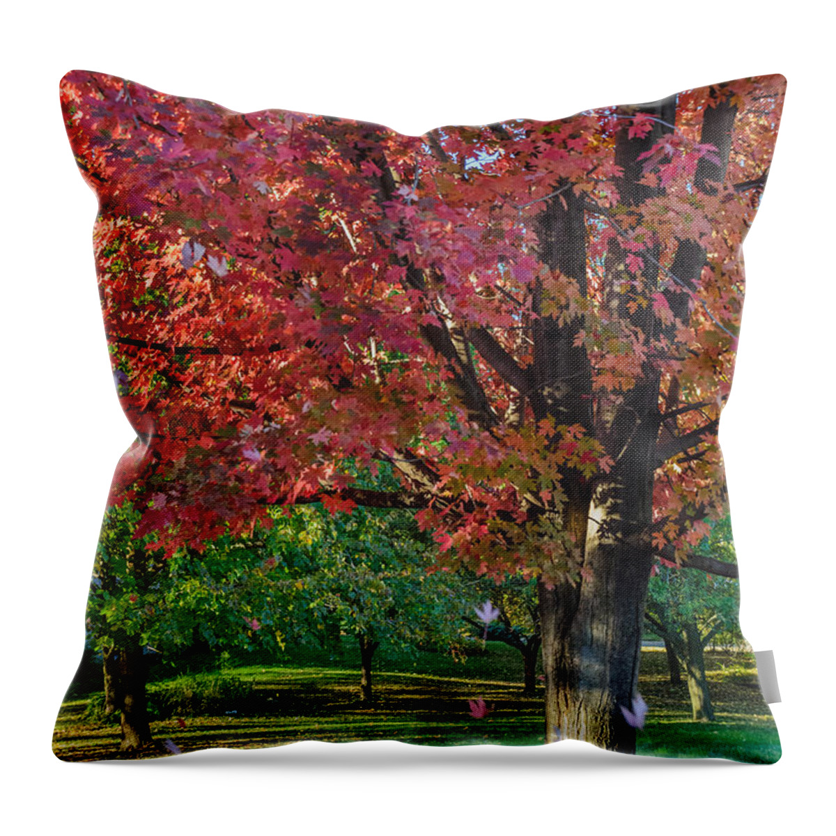 Red Maple Tree Throw Pillow featuring the photograph Autumn Blaze Red Maple Tree by Tamara Becker