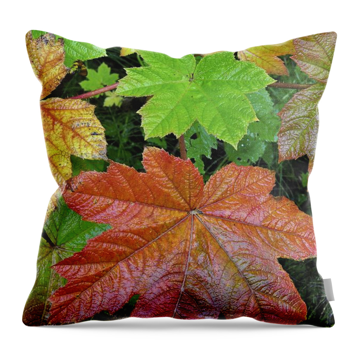 Fall Throw Pillow featuring the photograph Autumn Devil's Club by Cathy Mahnke