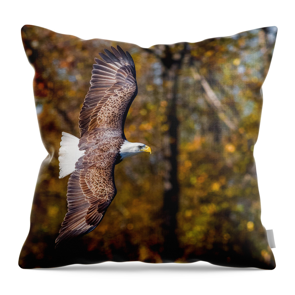 Da* 300 Throw Pillow featuring the photograph Autumn Eagle by Lori Coleman
