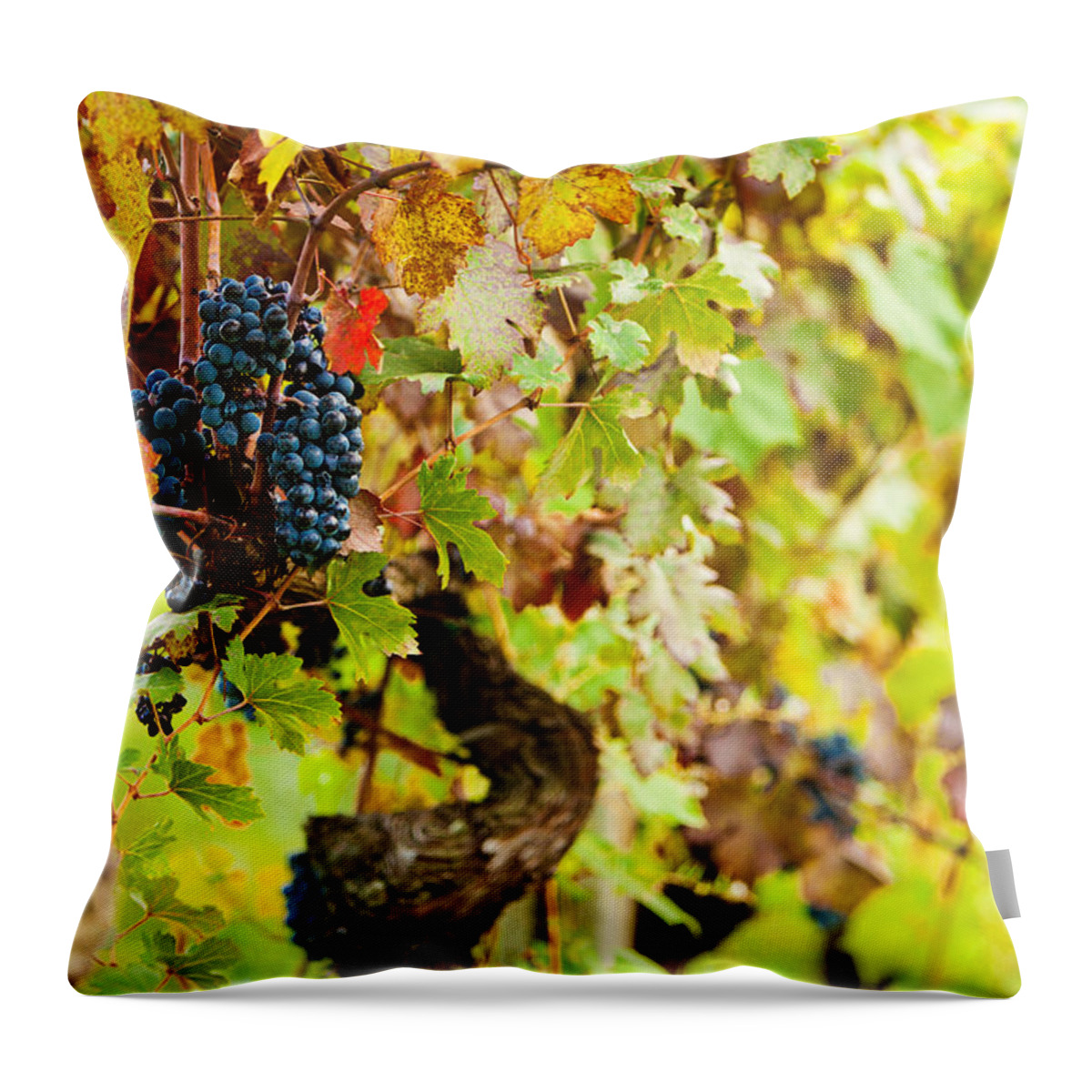 Wine Throw Pillow featuring the photograph Autumn Grape Harvest Season by Good Focused