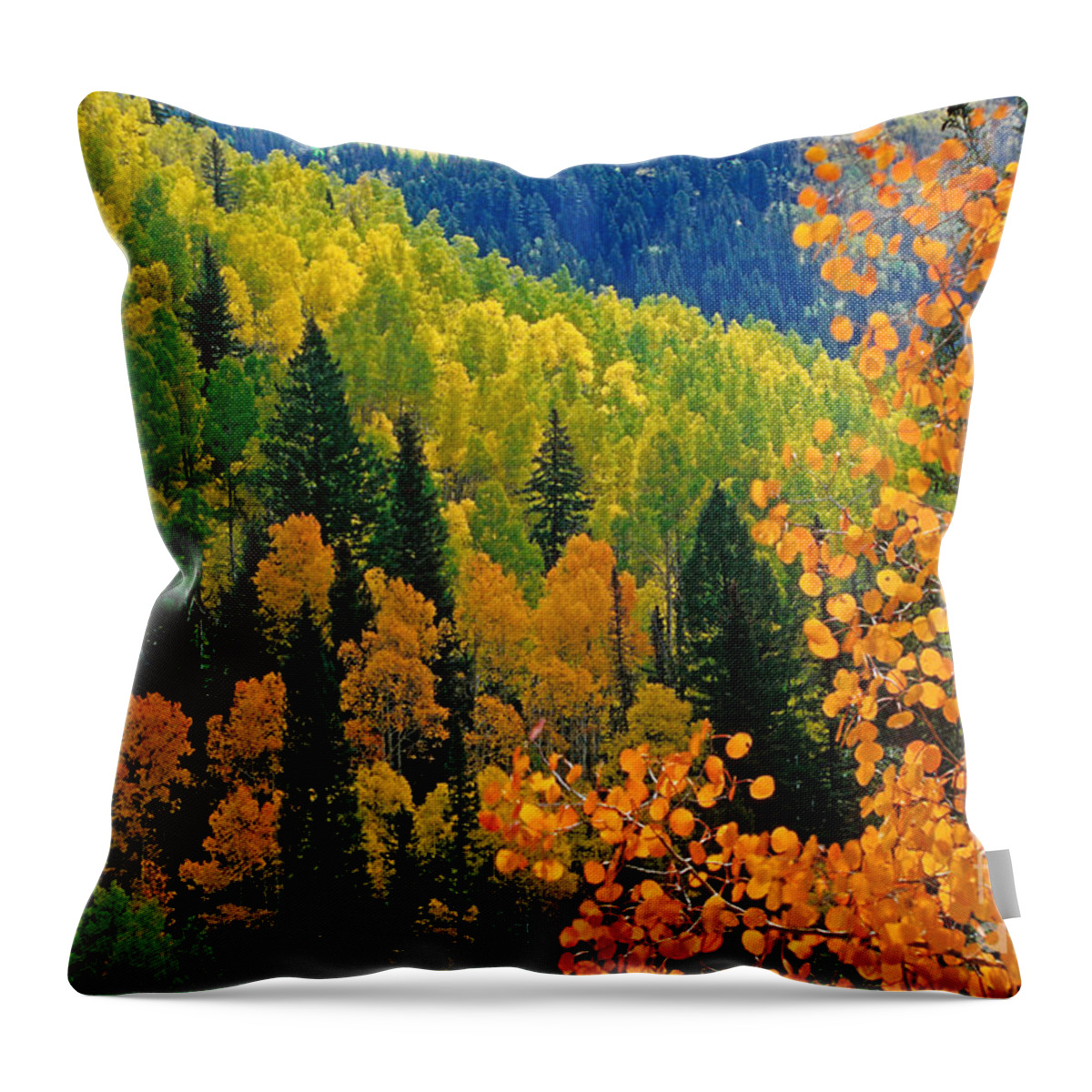 Golden Aspens Throw Pillow featuring the photograph Autumn In Colorado by Richard and Ellen Thane