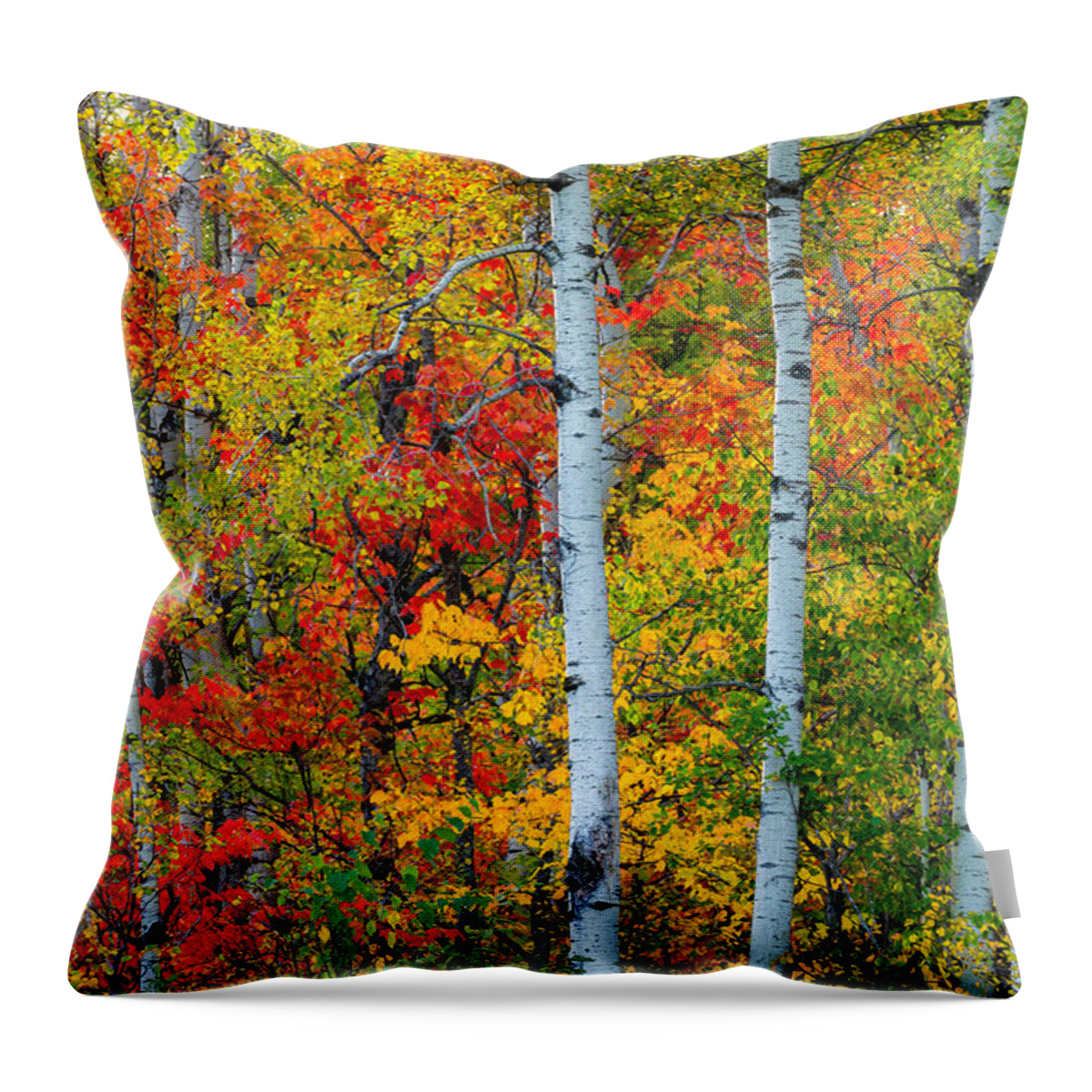 autumn Palette hawk Ridge lester Park lake Superior duluth minnesota fall Color Birch seven Bridges Rd Trees Nature greeting Cards mary Amerman Throw Pillow featuring the photograph Autumn Palette by Mary Amerman
